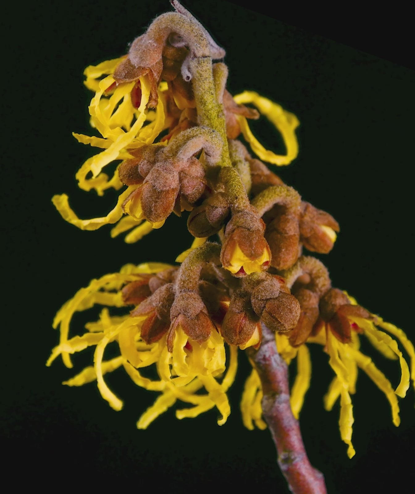 Video en el que se ve a camara super rapida como florece la flor de hamamelis en un fondo negro. Es precioso y elegante ya que el florecer de los petalos en forma de filamentos alargados y de color amarillo en el fondo negro puro del video queda espectacular.